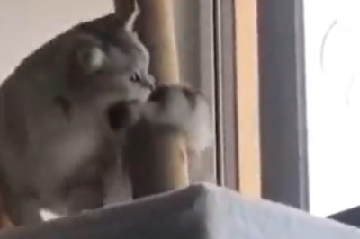 Hose Me Down, Hooman! The Epic Battle of Cat vs. Water