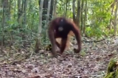 Jungle Gymnastics: Gorilla Goes Bananas with Backflips!