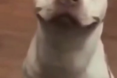 Laugh Out Loud with the Clown Dog!