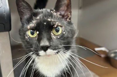 Leonard the Cat: A Tale of Overcoming Adversity with Love and Persistence