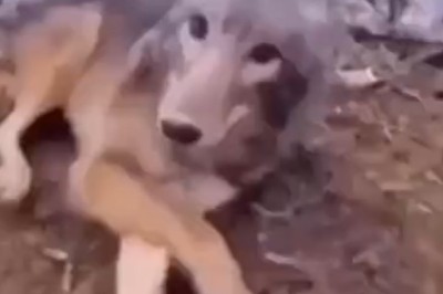 Lost in Woofs: The Misadventures of a Dog in the Forest!