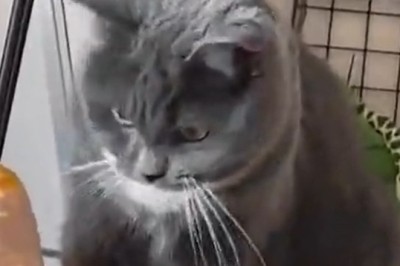 Meow-ke Tyson: Watch This Cat Pack a Punch Like a Champ!
