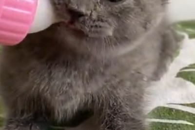 Milk Madness: Tiny Kitten Goes Bonkers Over Liquid Goodness!