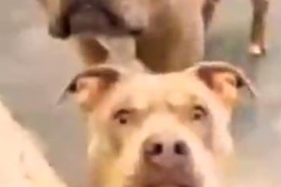 Pawsitively Hilarious: Meet the Wacky Dog Family and Their Comedy Chaos!