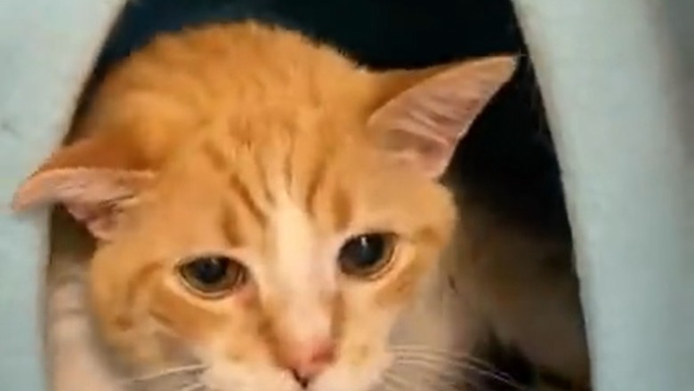 Purr-fectly Pathetic: The Melancholic Meows of a Sad Cat