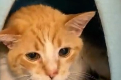 Purr-fectly Pathetic: The Melancholic Meows of a Sad Cat