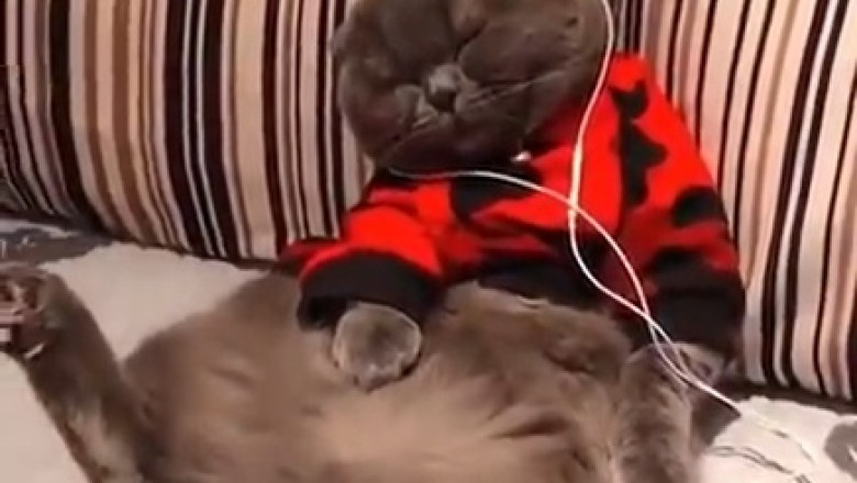 Purrfect DJ: Watch This Cat Rocking Out with Headphones!