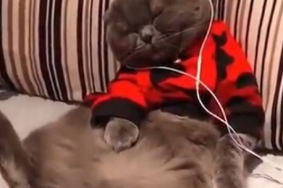 Purrfect DJ: Watch This Cat Rocking Out with Headphones!