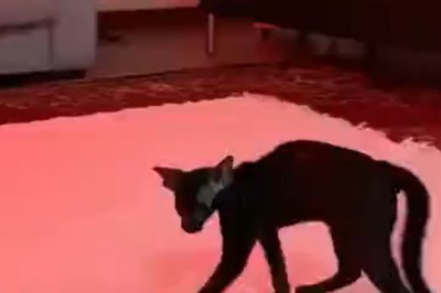 Skinny Cat's Hilarious Adventures: The Quest for the Biggest Meal!