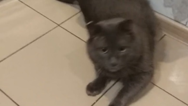 The Feline Charm Offensive: Too Cute to Handle!