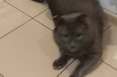 The Feline Charm Offensive: Too Cute to Handle!