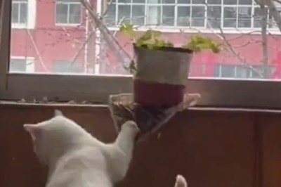 The Great Escape: Cat vs Window Showdown!