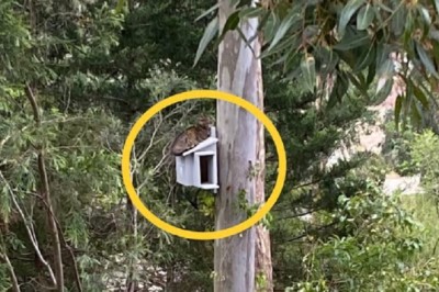 Unlikely Intruder in Owl Nest Box: A Heartwarming Tale of Finding Home