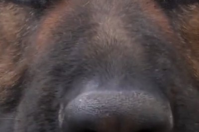 Woof Whispers: The Hilarious Adventures of a Quiet Shepherd Dog!