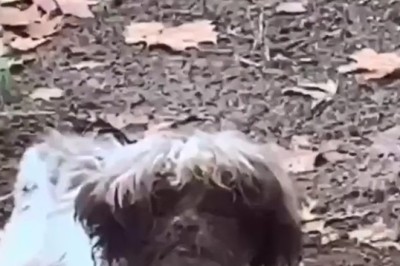 Doggy Digger: Hilarious Video of a Pup Going All-In for a Sniff in the Dirt!