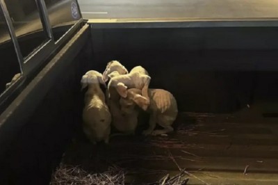 Heartwarming Rescue: Four Puppies Sneak into Stranger's Car, Touch Hearts