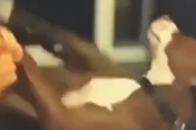 Nail Fail: Watch This Hilarious Video of a Dog's Tumble During a Nail Trim!