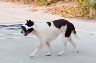 Tech-Savvy Pups Take the Internet by Storm with Electronic Glasses!