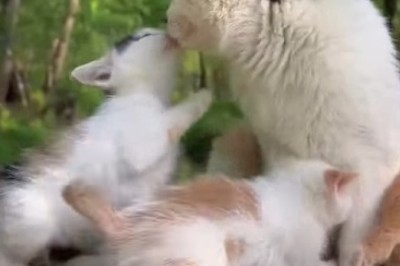 Tree-t Time with Mama Cat and the Curious Kittens – A Purr-fectly Adorable Comedy!