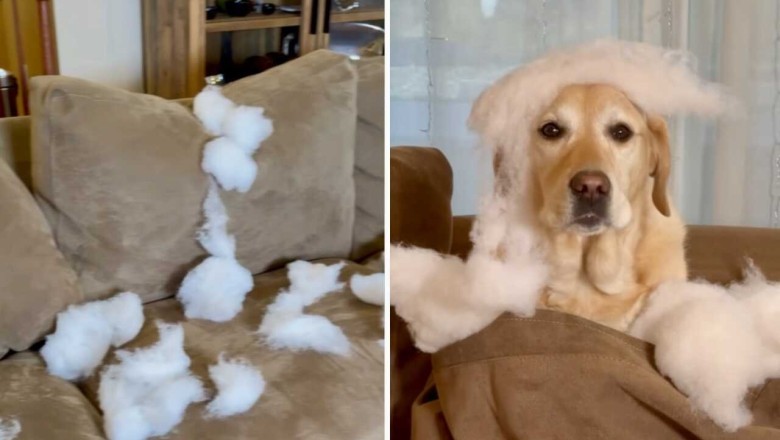 Watch in Amusement as This Dog Turns Home Alone Time Into a Total Destruction Party!