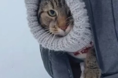 Chill out with Mr. Whiskers: A Cat's Comical Antics in the Freezer!