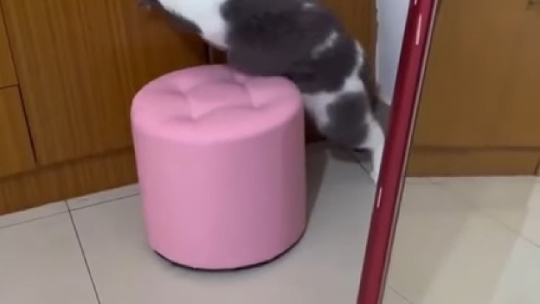 Closet Cat Capers: Feline Master of Hide-and-Seek!