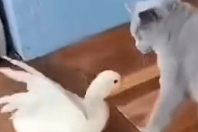 Feathered Frenemies: The Epic Cat vs. Duck Showdown!