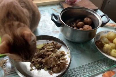 Purr-sistence Pays Off: The Hilarious Saga of a Cat on a Potato Diet!