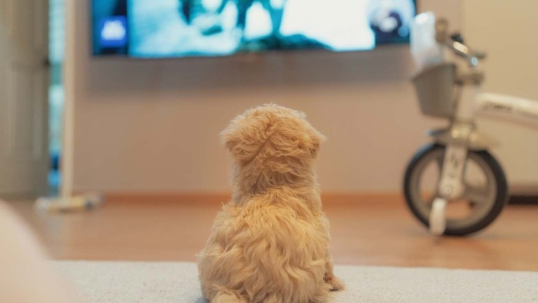 Canine TV Revelations Unleashed: What Dogs Love to Watch Will Surprise You!