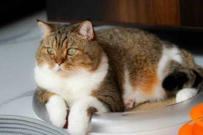 Cat Care Alert: 12 Risky Foods to Keep Away from Your Feline Friend