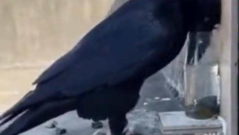 Hilarious Crow Discovers Clever Way to Hydrate - You Won't Believe Your Eyes!