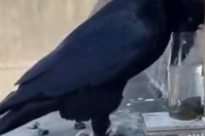 Hilarious Crow Discovers Clever Way to Hydrate - You Won't Believe Your Eyes!