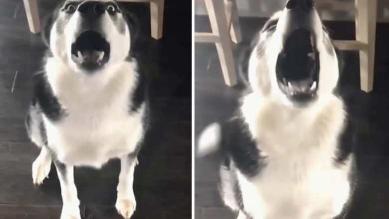 Hilarious Debate: Siberian Husky's Epic Argument Goes Viral, Winning Hearts Everywhere