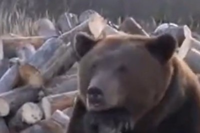 Hilarious Encounter: Bear Anticipates Woodcutter, You Won't Believe What Happens Next!