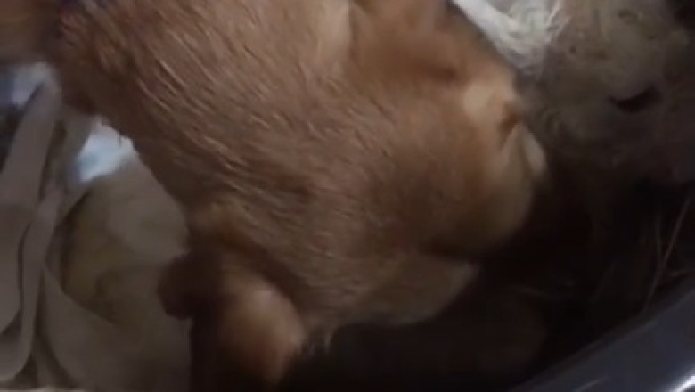 Hilarious Video: Capricorn-loving Dog Takes Astrology to a Whole New Level!