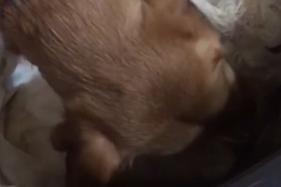 Hilarious Video: Capricorn-loving Dog Takes Astrology to a Whole New Level!