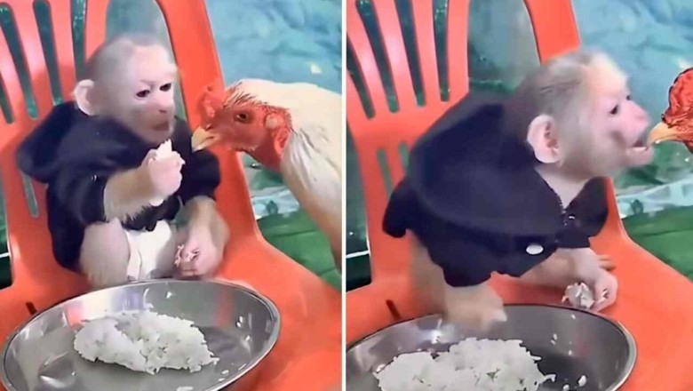 Monkey vs. Chicken Showdown: The Ultimate Food Fight Gone Viral!