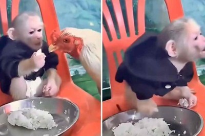Monkey vs. Chicken Showdown: The Ultimate Food Fight Gone Viral!