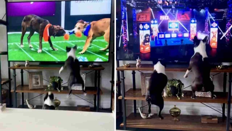Pawsitively Adorable: Viral Video of Puppies Ecstatic Over TV Dog Show Wins Hearts Worldwide