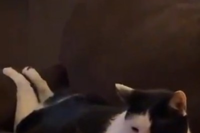 Pawsitively Purrr-fect: Cat's Epic Sofa Snuggle Session Goes Viral!