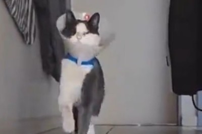 Purrfectly Polished: Cat Struts Like a Royal Guard in Hilarious Impersonation!