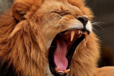 Shocking Lion Attack at Nigerian Zoo: Keeper Maulled While Feeding - What Went Wrong?