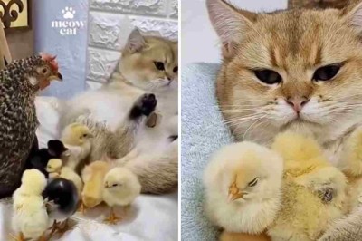 Unlikely Duo: Heartwarming Video of Cat and Hen vying for Motherhood over Adorable Chicks Goes Viral