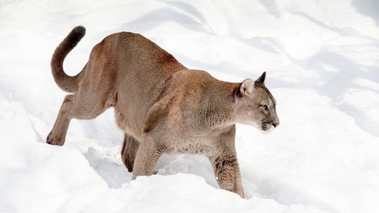 Unveiling the Winter Wonderland: Witness the Fearless Puma's Frozen Adventure!