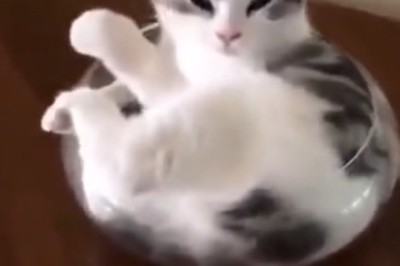 Cat Nap Zone Alert 🐱😴: Feline Falls Asleep in the Purrfect Spot! Watch the Hilarious Plate-Snuggler Taking the Internet by Storm