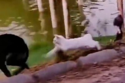 Feline Fury Unleashed: Cat Turns Into Ninja Warrior Against Unassuming Dog!
