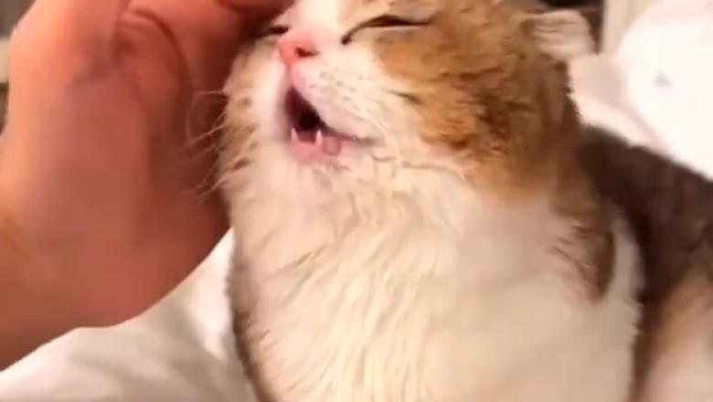 Hilarious Cat Demands to Speak - You Won't Believe What Happens!