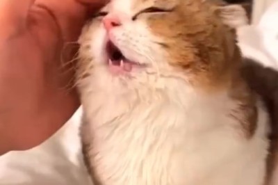 Hilarious Cat Demands to Speak - You Won't Believe What Happens!