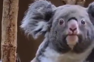 Koala Comedy Show: Hilarious Father-Son Duo Steal the Spotlight with their Adorable Antics!