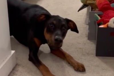 Laugh Out Loud with Cowboy the Doberman: Unveiling the Hilarious Fears of a Not-So-Fearless Pooch!